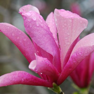 MAGNOLIA, GALAXY, #15 SS