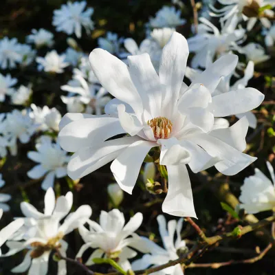 MAGNOLIA, ROYAL STAR, #7