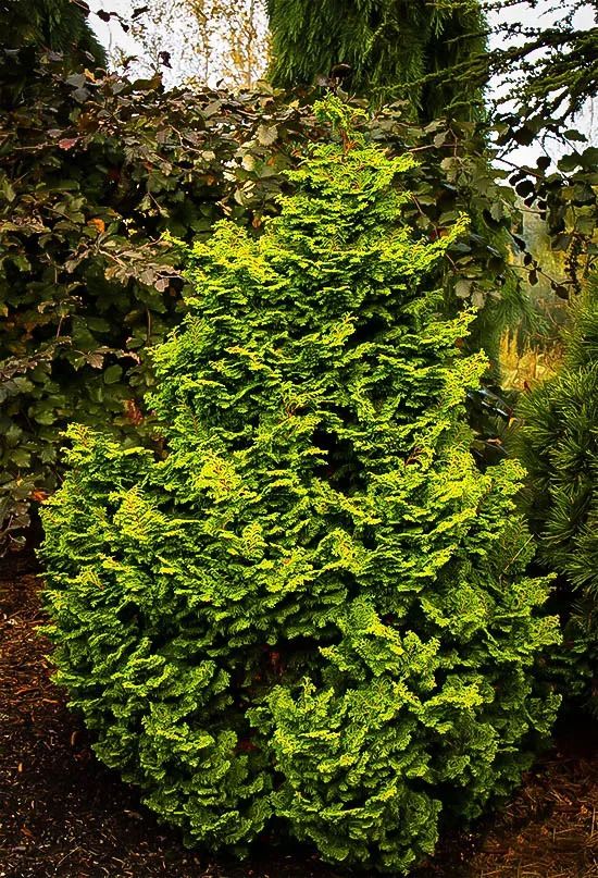 KOSTERI DWF HINOKI CYPRESS 5-6