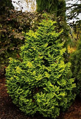 KOSTERI DWF HINOKI CYPRESS 5-6