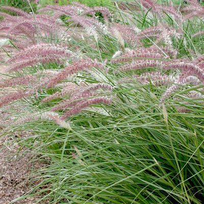 FOUNTAIN GRASS, KARLEY ROSE, #3