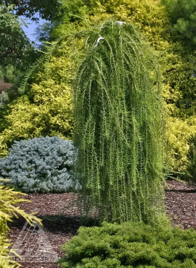 LARCH, EUROPEAN WEEPING, PULI, #10