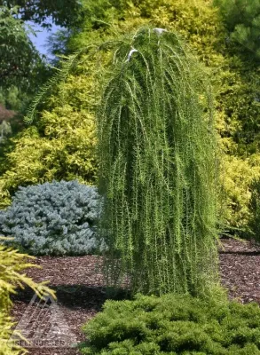 LARCH, EUROPEAN WEEPING, PULI, #10