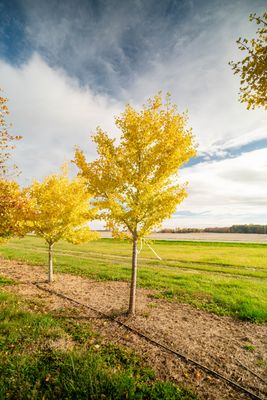 GINGKO, AUTUMN GOLD, #10