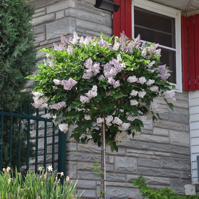 LILAC, MISS KIM, #10 TREE FORM