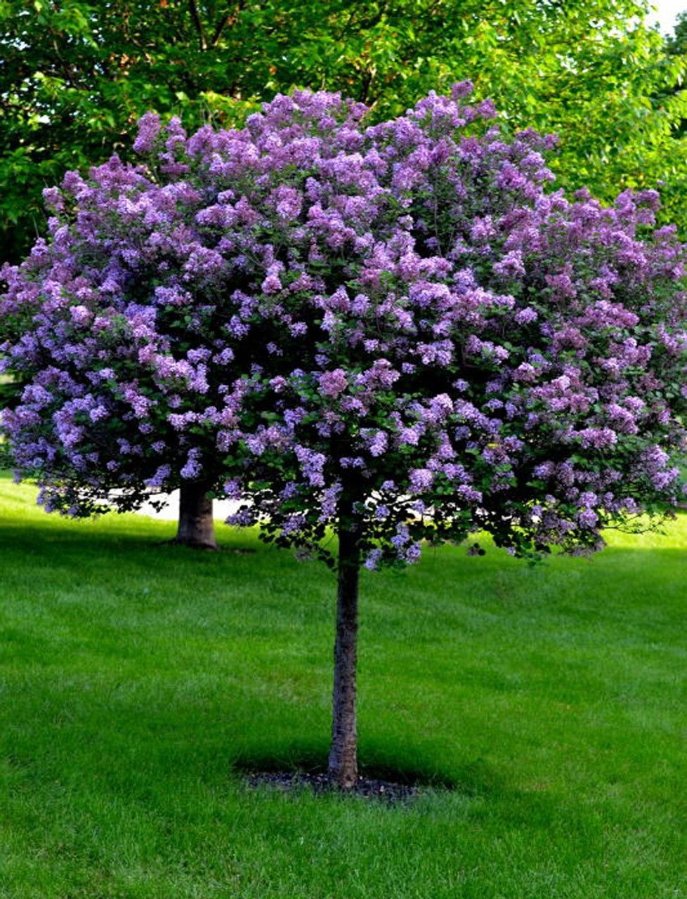 LILAC, BLOOMERANG, DK. PURP., #10 TREE FORM