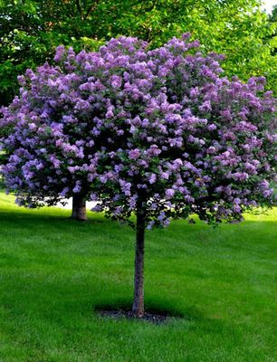 LILAC, BLOOMERANG, DK. PURP., #10 TREE FORM