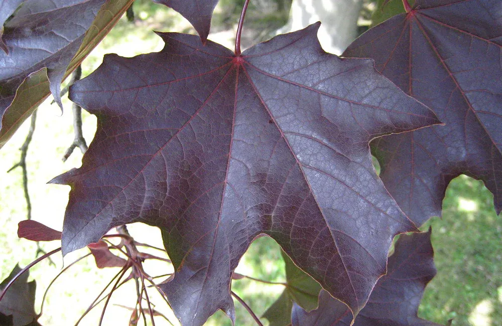 MAPLE, CRIMSON KING, #7