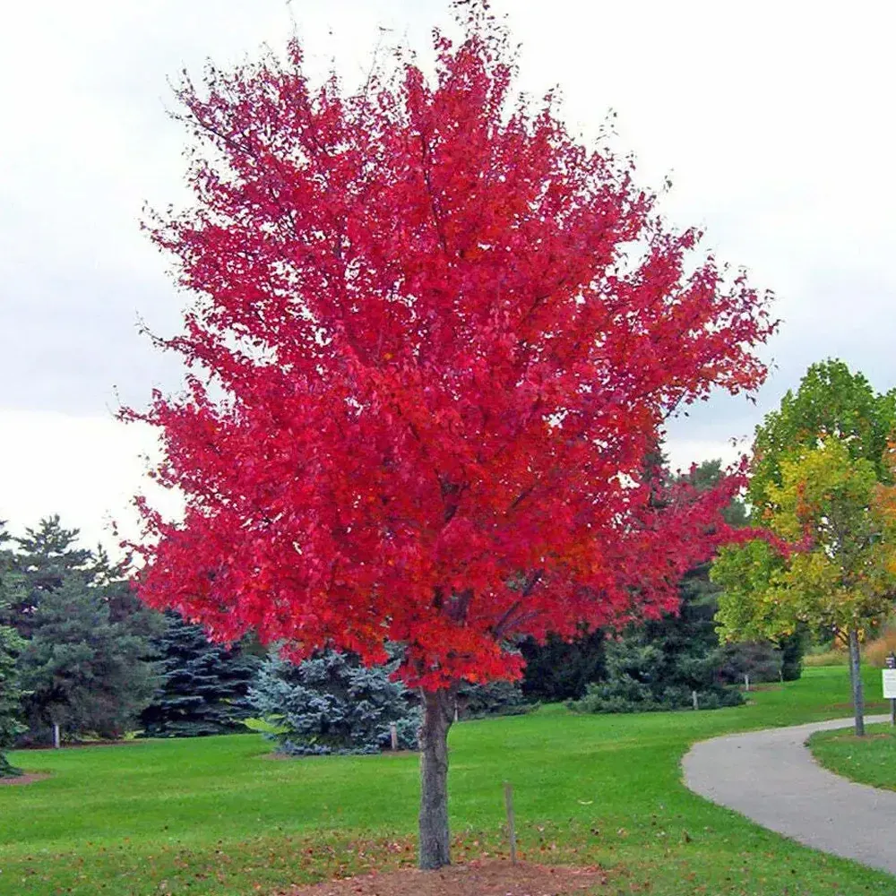 MAPLE, RED, OCTOBER GLORY, #15