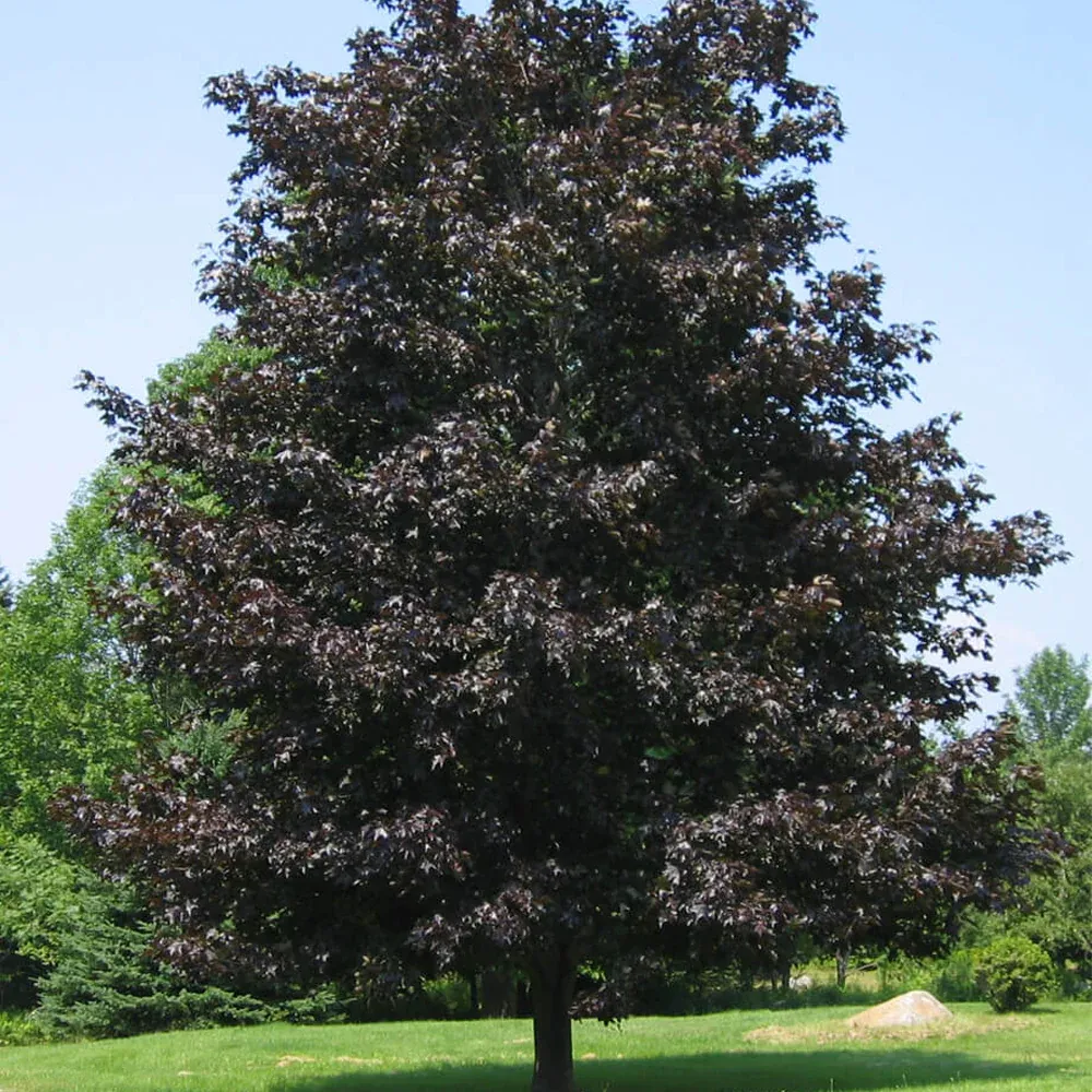 MAPLE, CRIMSON KING, #15