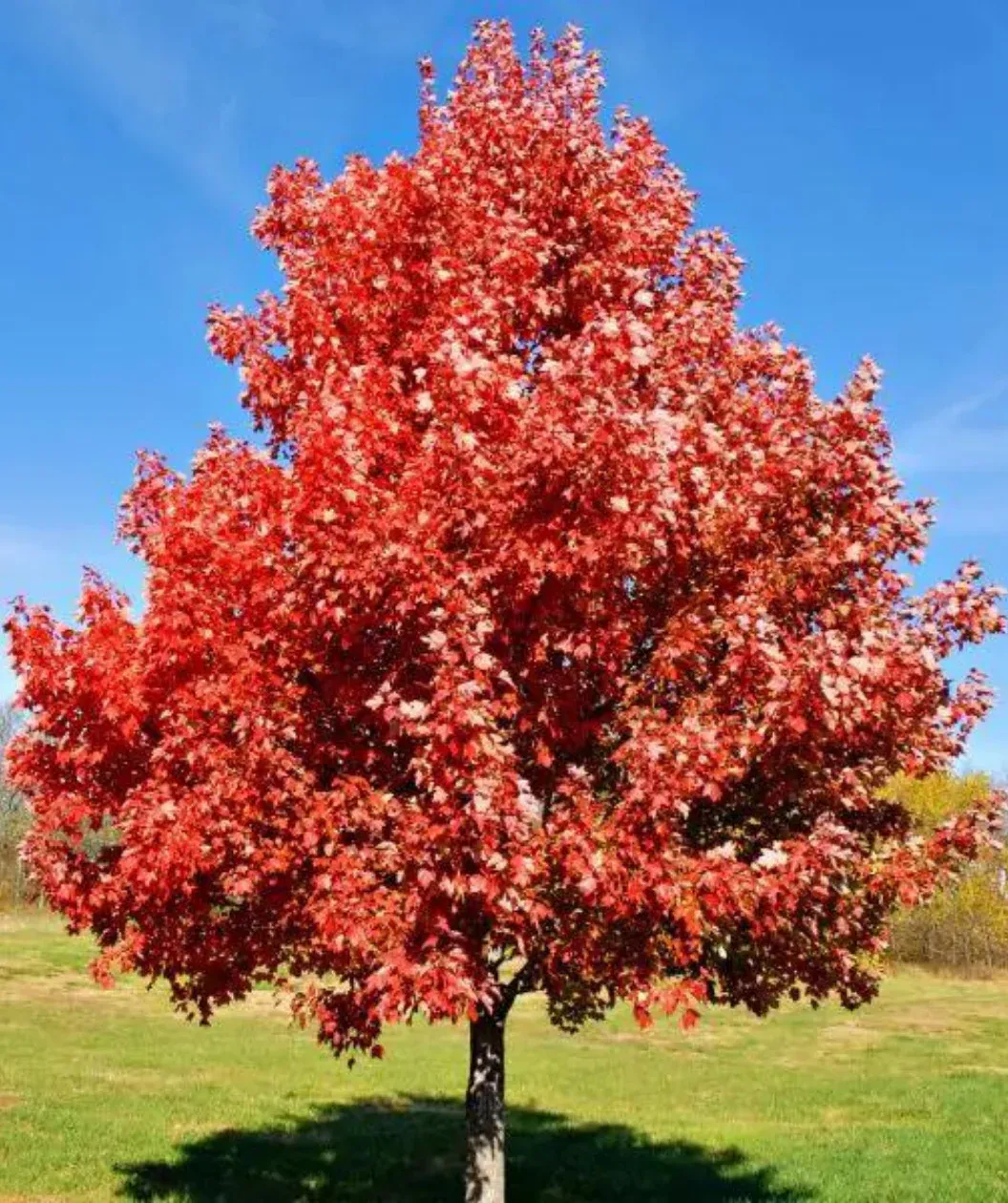 MAPLE, RED, BRANDYWINE 2.5 BB