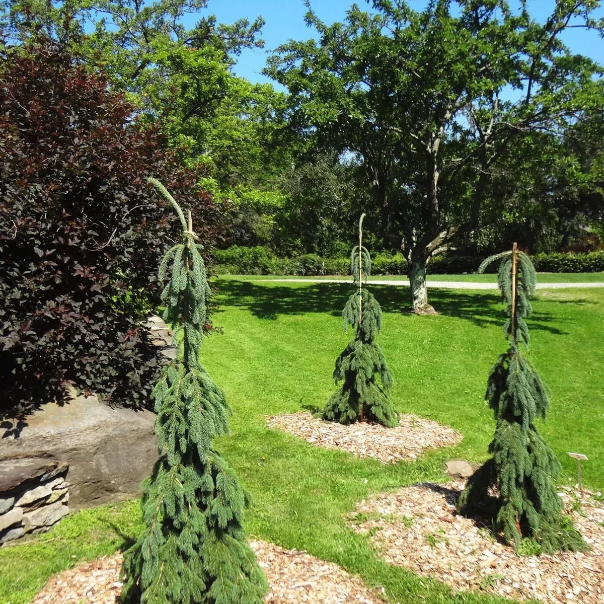 WHITE SPRUCE, PENDULA, 10