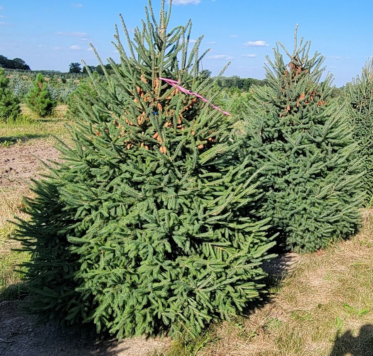 WHITE SPRUCE, MONTROSE, #10