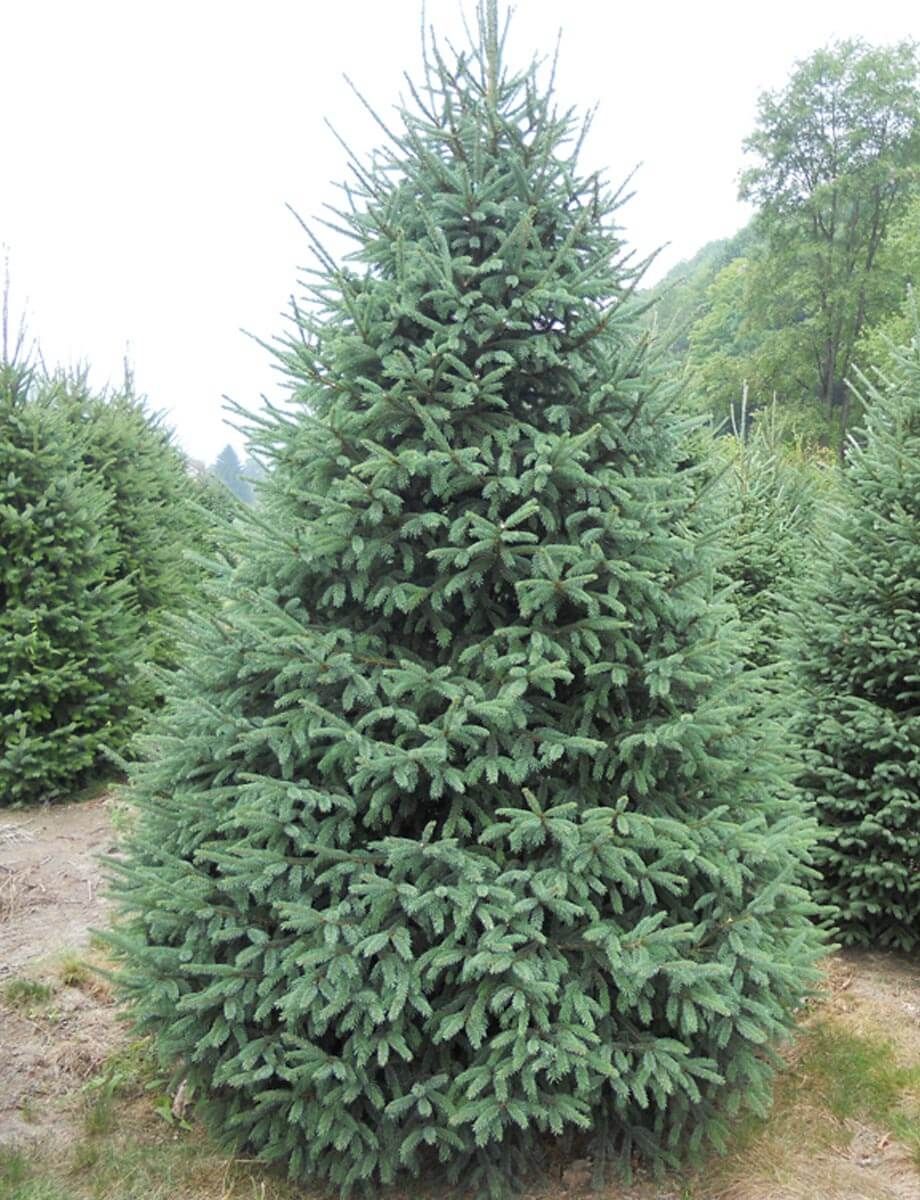 WHITE SPRUCE, 7'BB