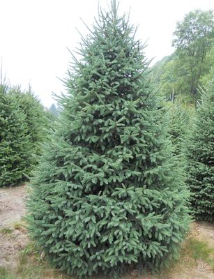 WHITE SPRUCE, 7'BB
