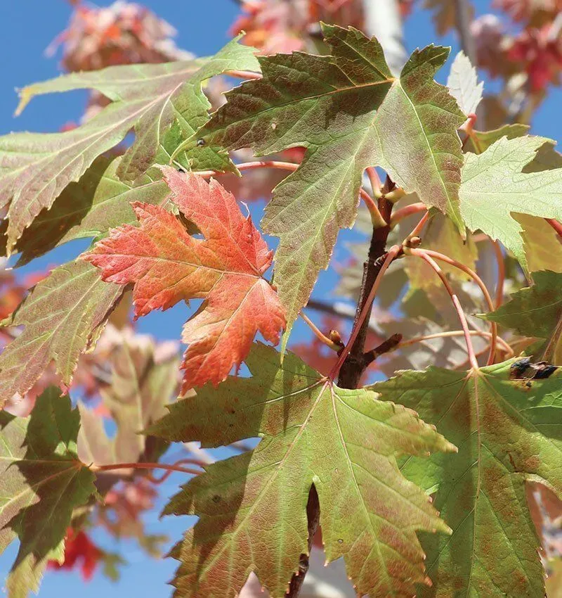 MAPLE, RED,  X CELEBRATION 2"BB