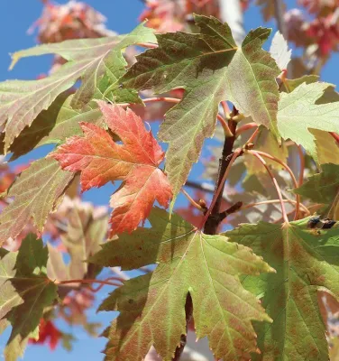 MAPLE, RED,  X CELEBRATION 2"BB