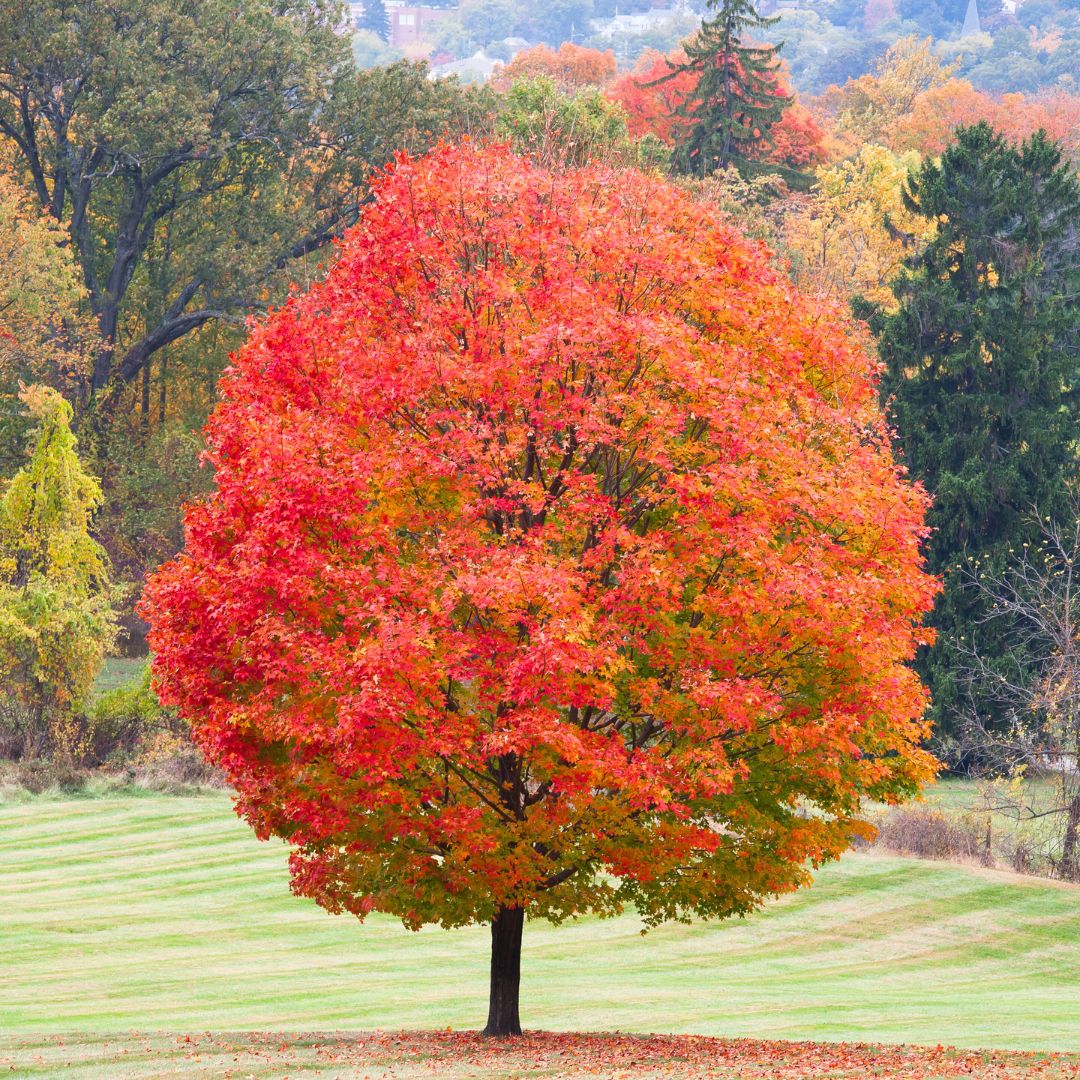 MAPLE, X, AUTUMN BLAZE, #15