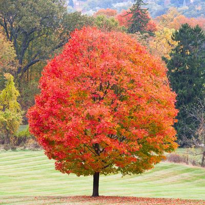 MAPLE, X, AUTUMN BLAZE, #15