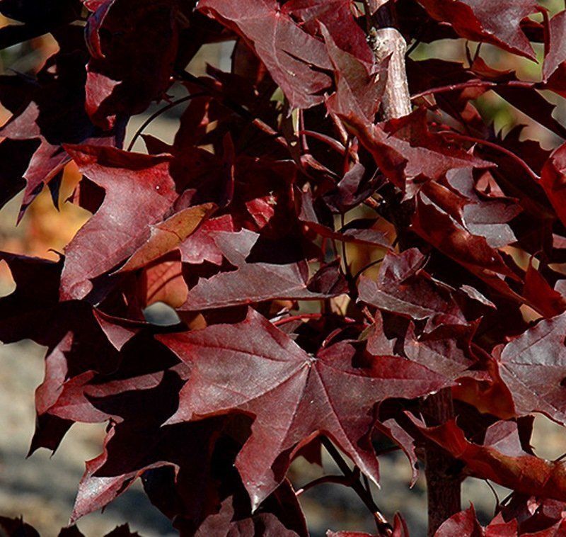 MAPLE, X, CRIMSON SUNSET, #20