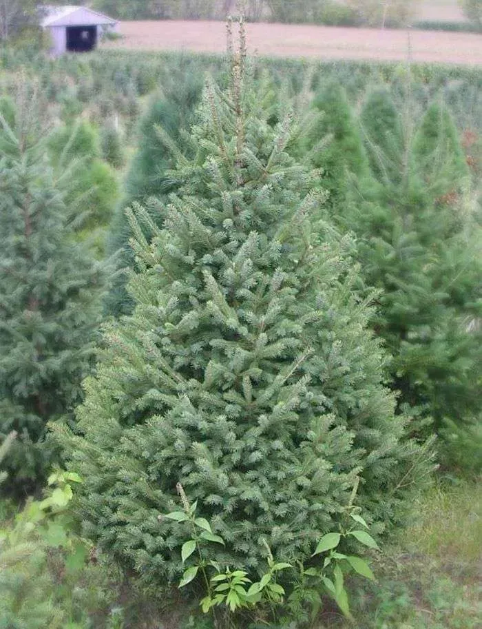 WHITE SPRUCE, 4', BB