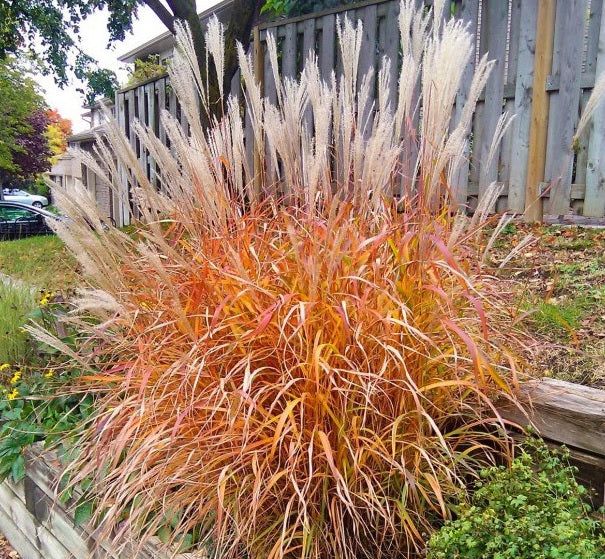 MISCANTHUS FLAME GRASS #3