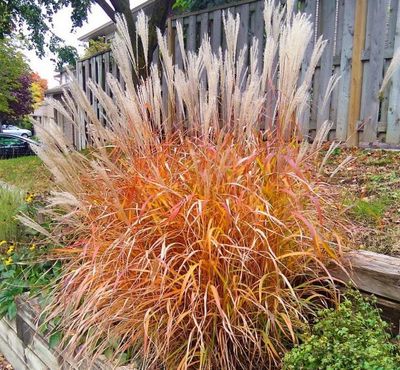 MISCANTHUS FLAME GRASS #3