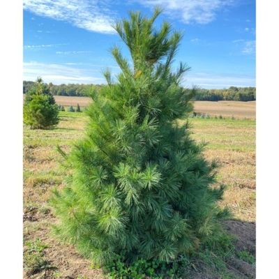 WHITE PINE, 7FT, BB