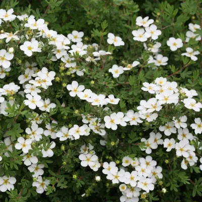 POTENTILLA, HAPPY FACE WHITE, #2