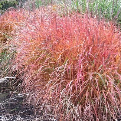 MISCANTHUS, PURP., FLAME GRASS, #3
