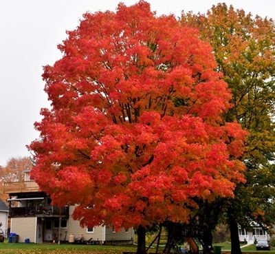 MAPLE, SUGAR, GREEN MOUNTAIN, #15