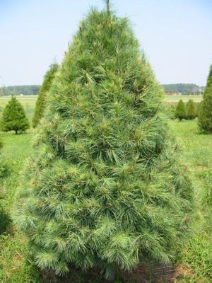 WHITE PINE, 4FT, BB