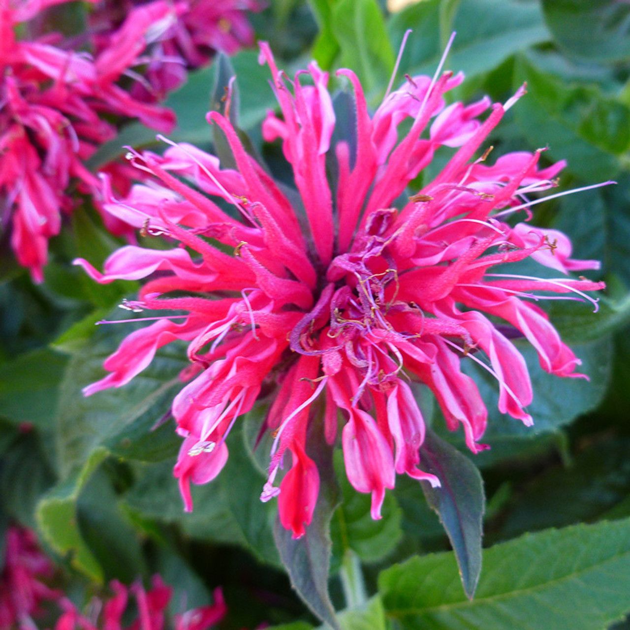 MONARDA (BEE BALM), BALMY ROSE, #1