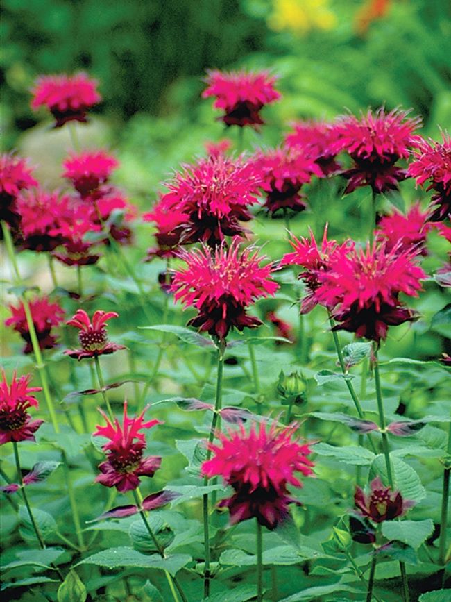 MONARDA (BEE BALM), RASPBERRY WINE, #1