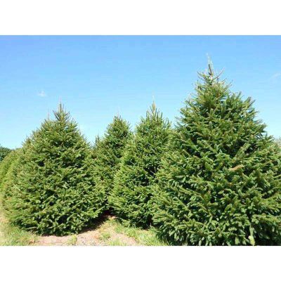 NORWAY SPRUCE 6F