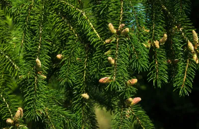NORWAY SPRUCE, #7