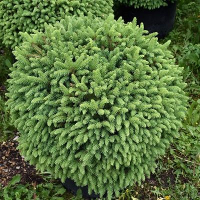 NORWAY SPRUCE, FATCAT, #6