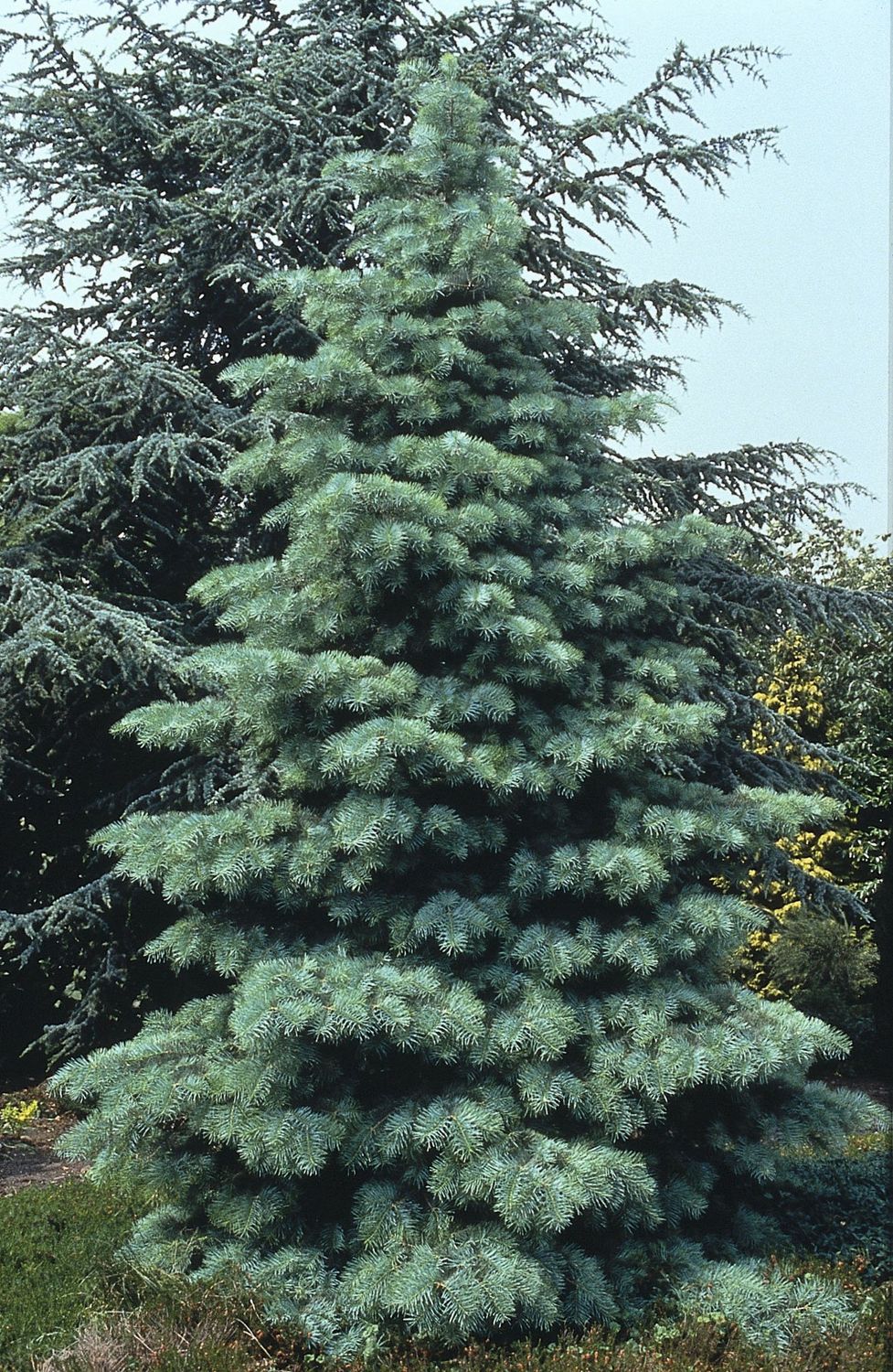 WHITE FIR, 7FT, BB