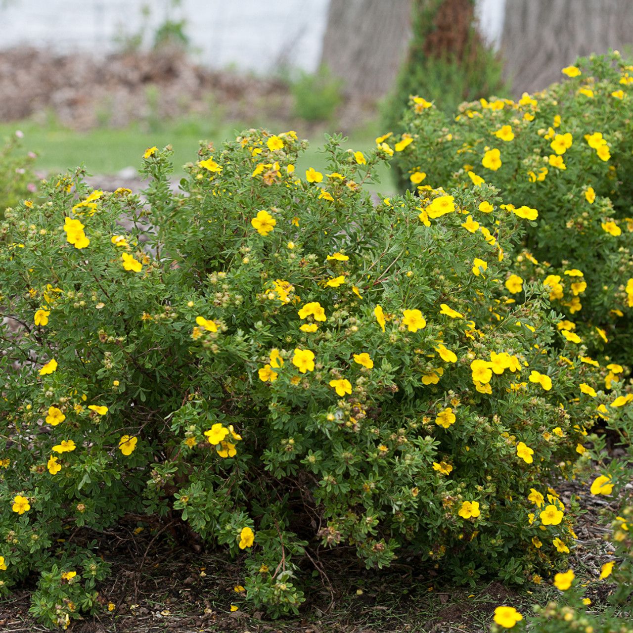 POTENTILLA, HAPPY FACE YELLOW, #2