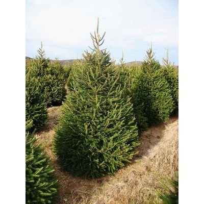 NORWAY SPRUCE #10