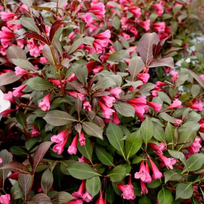 WEIGELA, WINE AND ROSES, #7