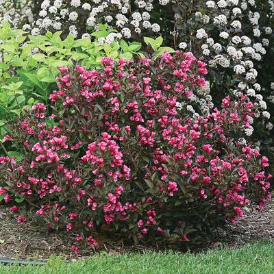 WEIGELA, WINE AND ROSES #6