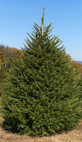 NORWAY SPRUCE, 4 FT, BB