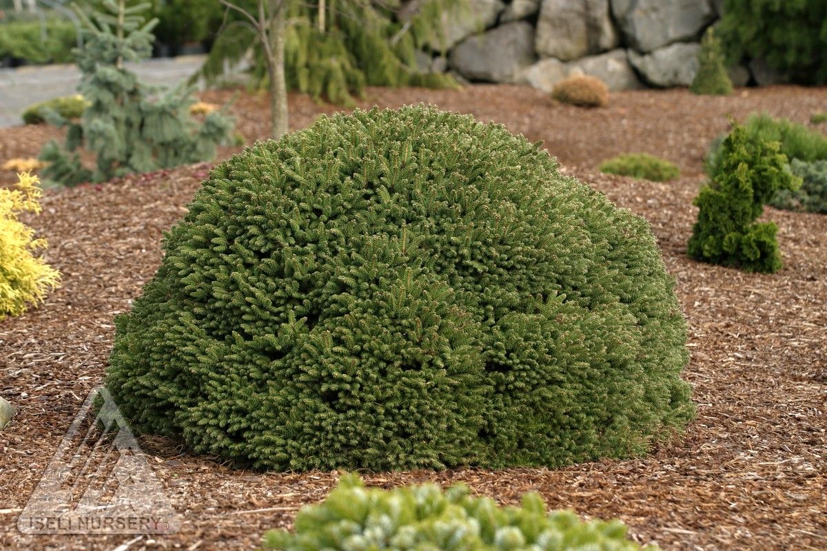 NORWAY SPRUCE, FATCAT, #3