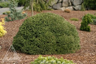 NORWAY SPRUCE, FATCAT, #3