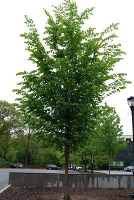 ELM, PRINCETON, 2'' BB