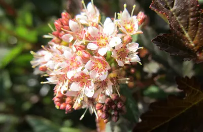 NINEBARK,LITTLE DEVIL, #3