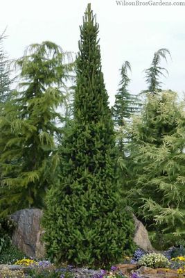 NORWAY SPRUCE, CUPRESSINA, #6