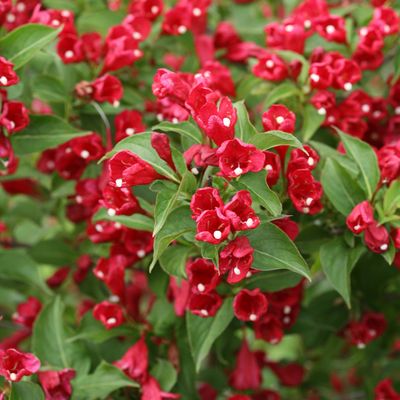 WEIGELA, SONIC BLOOM, RED, #3