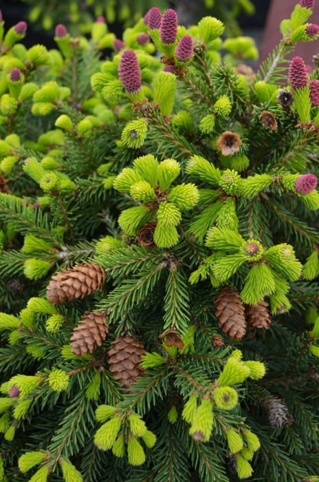 NORWAY SPRUCE, PUSCH, #3